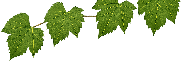 Vinařská stezka Pavlov